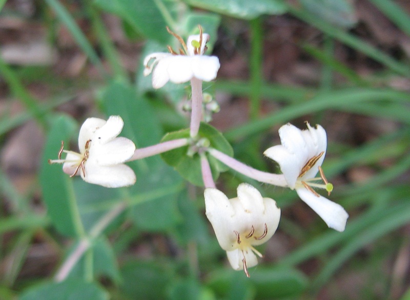 Lonicera implexa