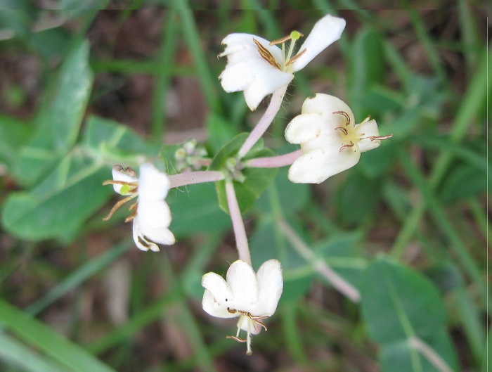 Lonicera implexa