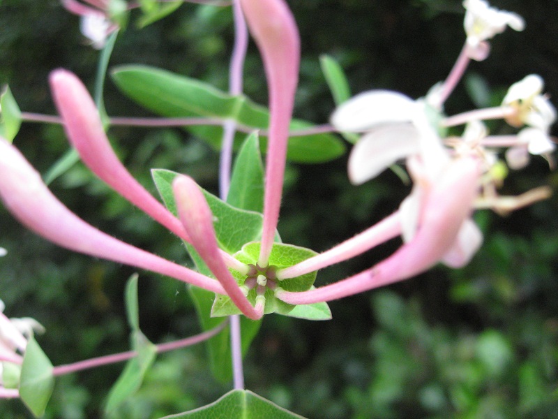 Lonicera implexa