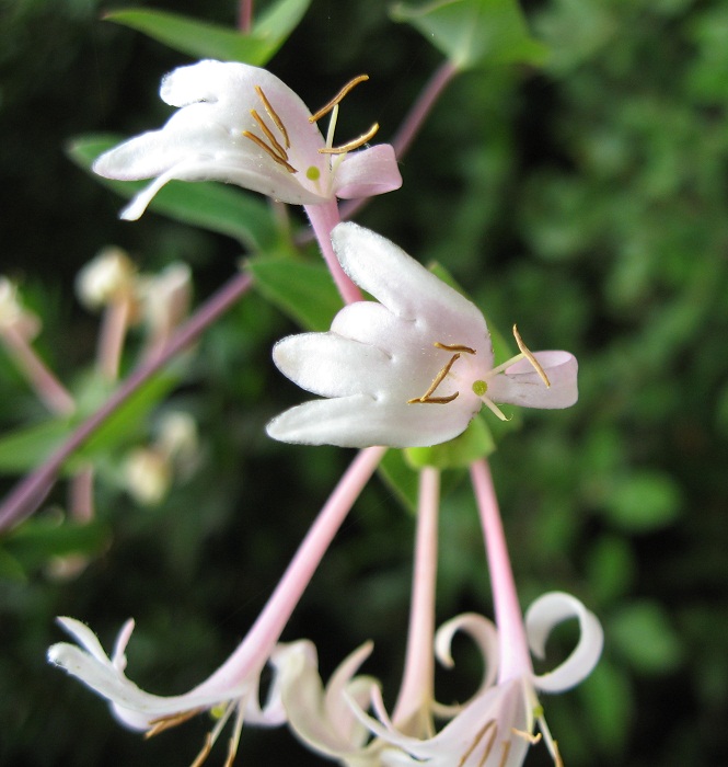 Lonicera implexa