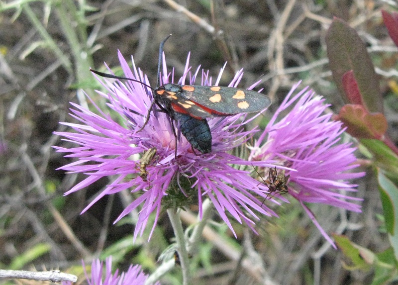 Galactites tomentosus e Centaurea deusta