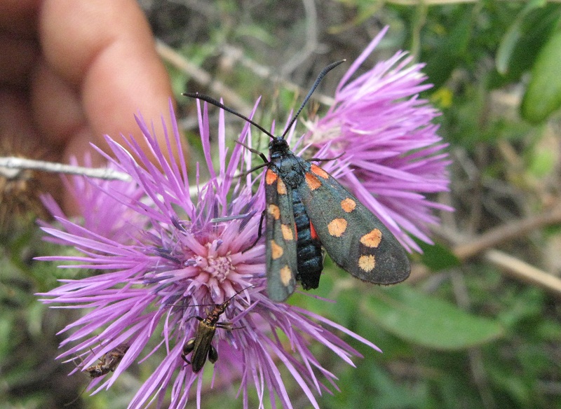 Galactites tomentosus e Centaurea deusta