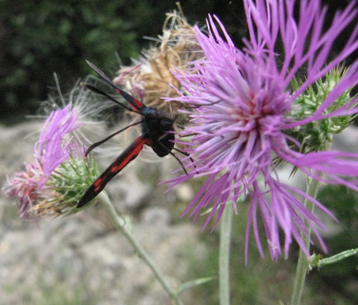 Galactites tomentosus e Centaurea deusta