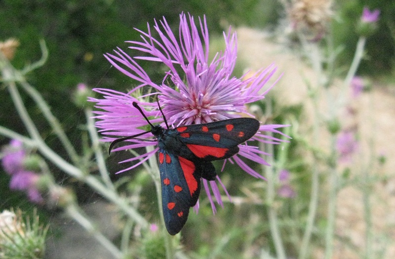 Galactites tomentosus e Centaurea deusta