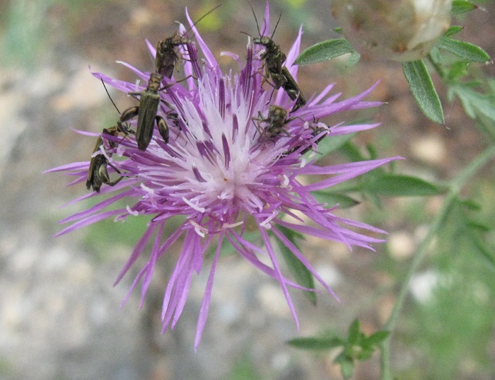 Galactites tomentosus e Centaurea deusta