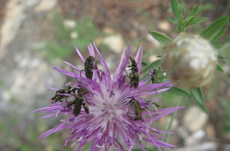 Galactites tomentosus e Centaurea deusta