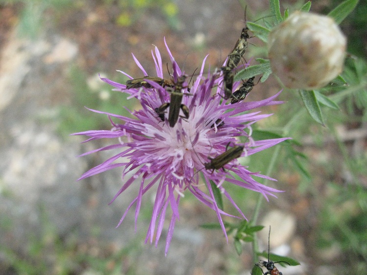 Galactites tomentosus e Centaurea deusta
