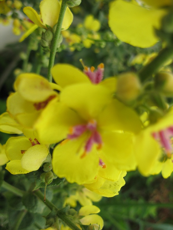 Verbascum sinuatum