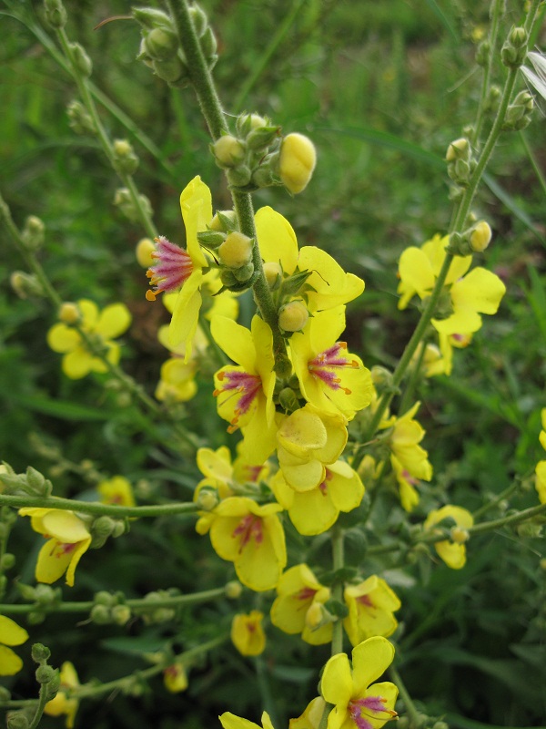 Verbascum sinuatum