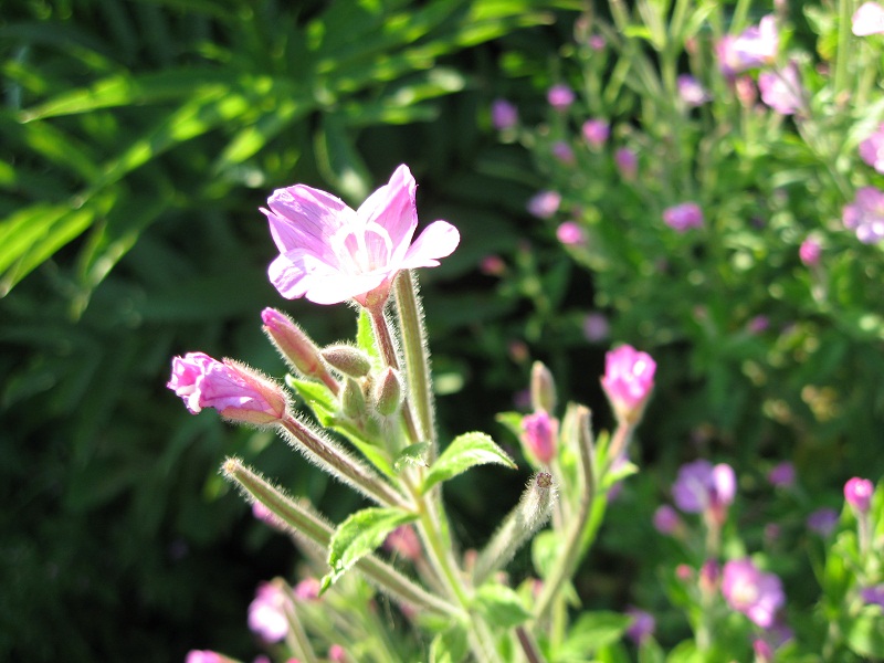 Epilobium hirsutum