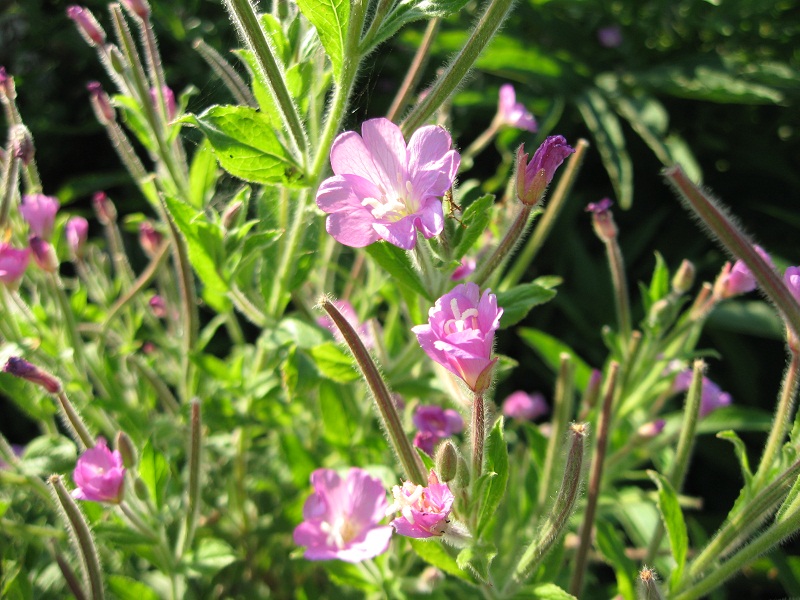 Epilobium hirsutum