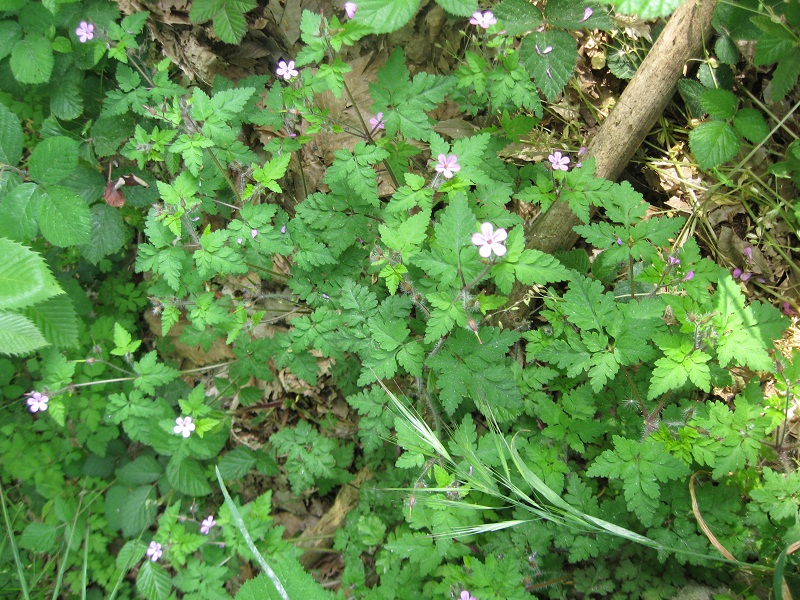 Geraneum robertianun