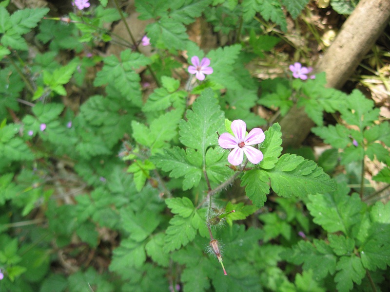 Geraneum robertianun