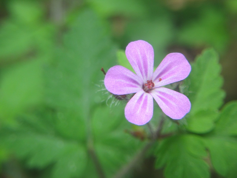Geraneum robertianun