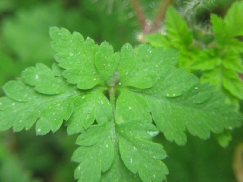 Geraneum robertianun