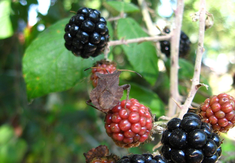 Coreus marginatus