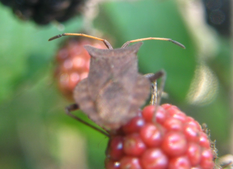 Coreus marginatus