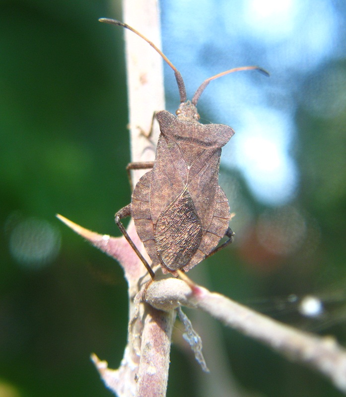 Coreus marginatus