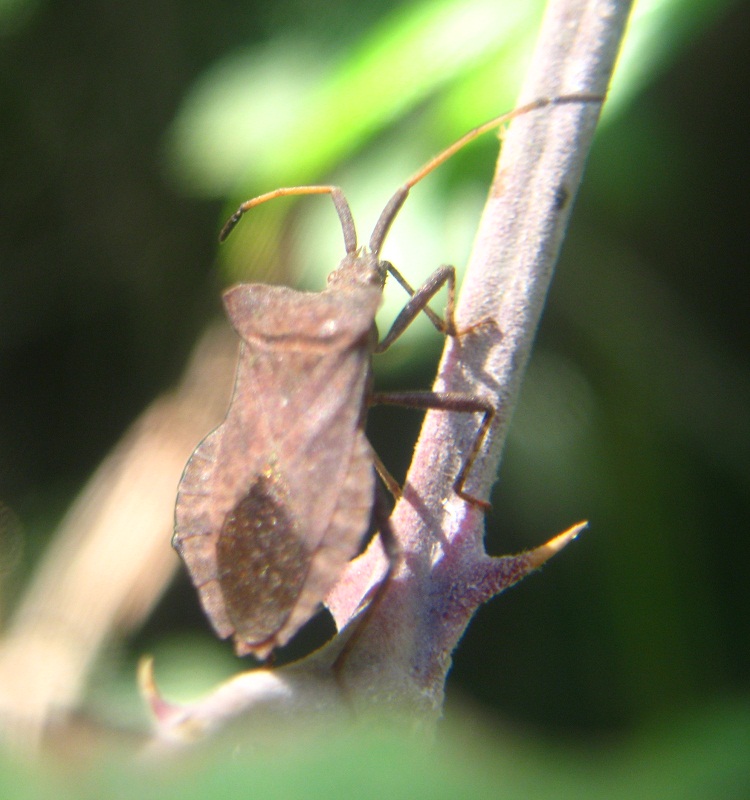 Coreus marginatus