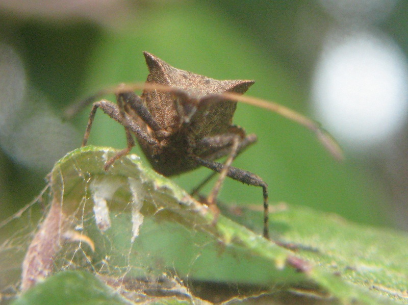 Coreus marginatus