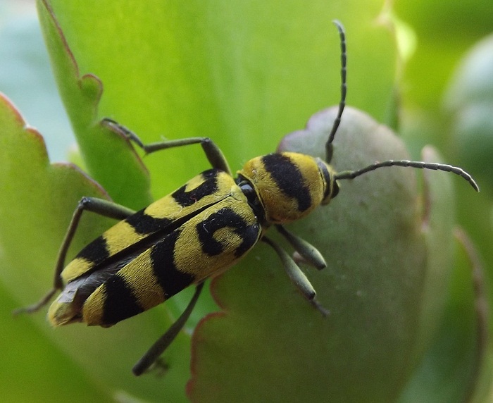 coleottero cerambicide - Chlorophorus varius