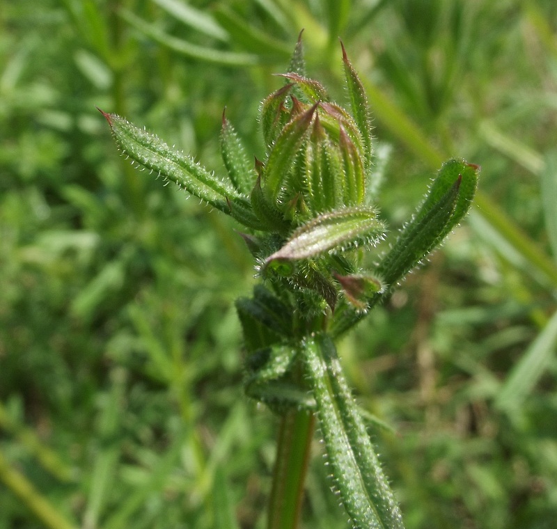 galium