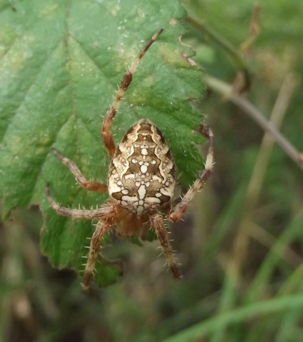Araneus diadematus - Pisa (PI)