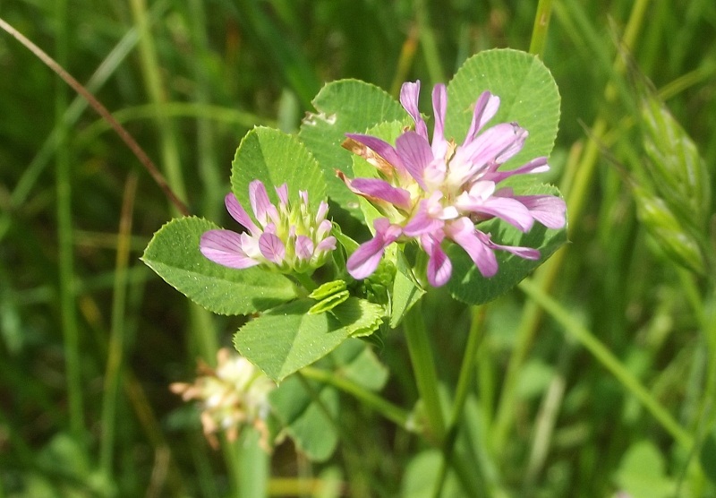 Trifolium resupinatum / Trifoglio risupinato