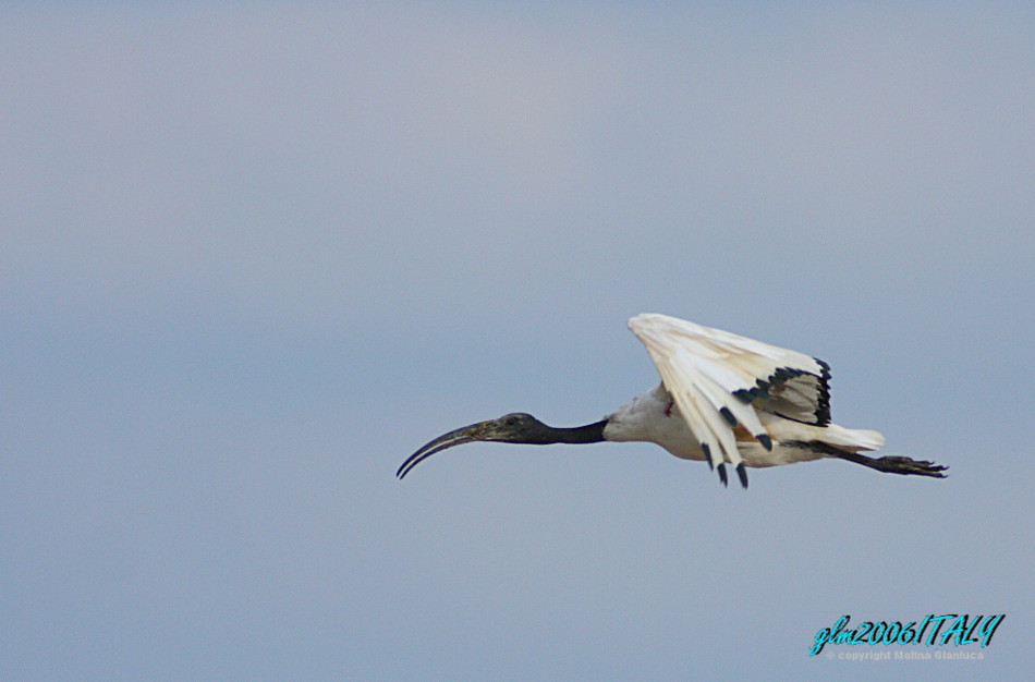 Ibis Sacro al volo in volo :D