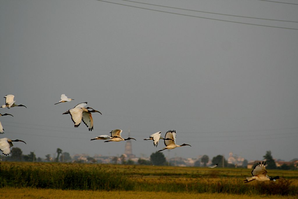 Consiglio per neofita