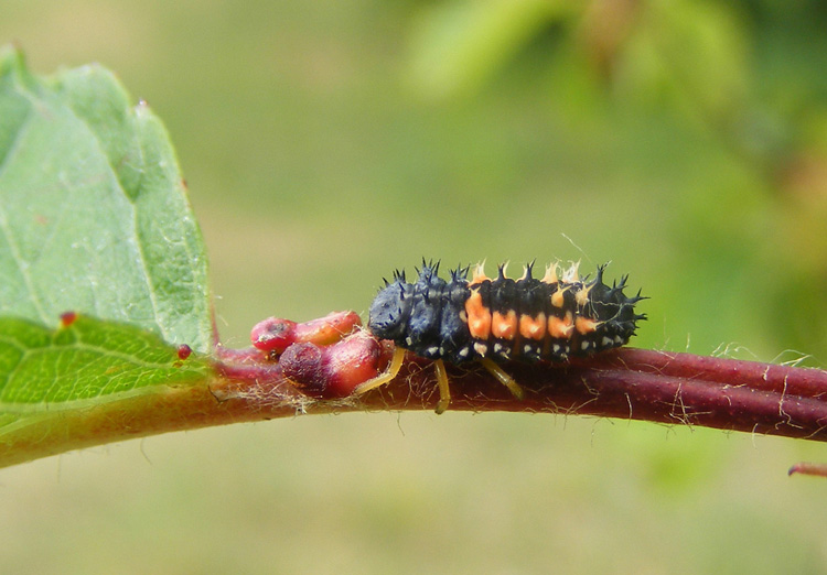 Larva di Harmonia axyridis, Coccinellidae