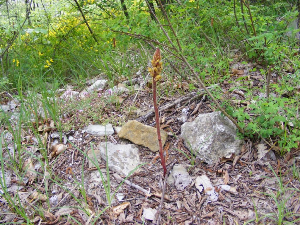 Orobanche gracilis?  S !