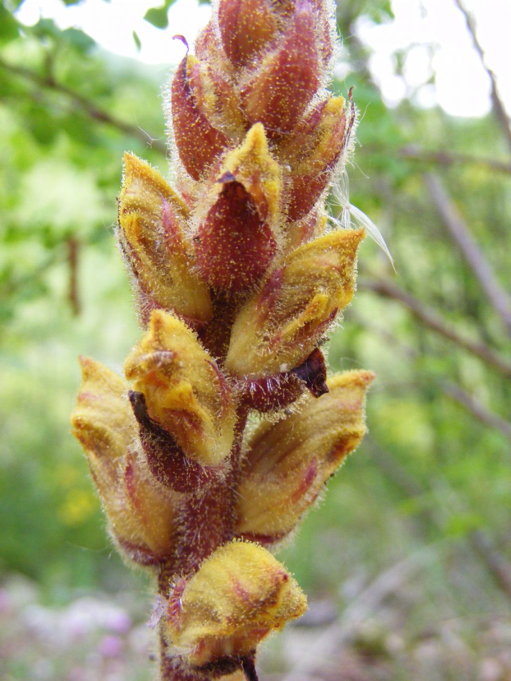 Orobanche gracilis?  S !