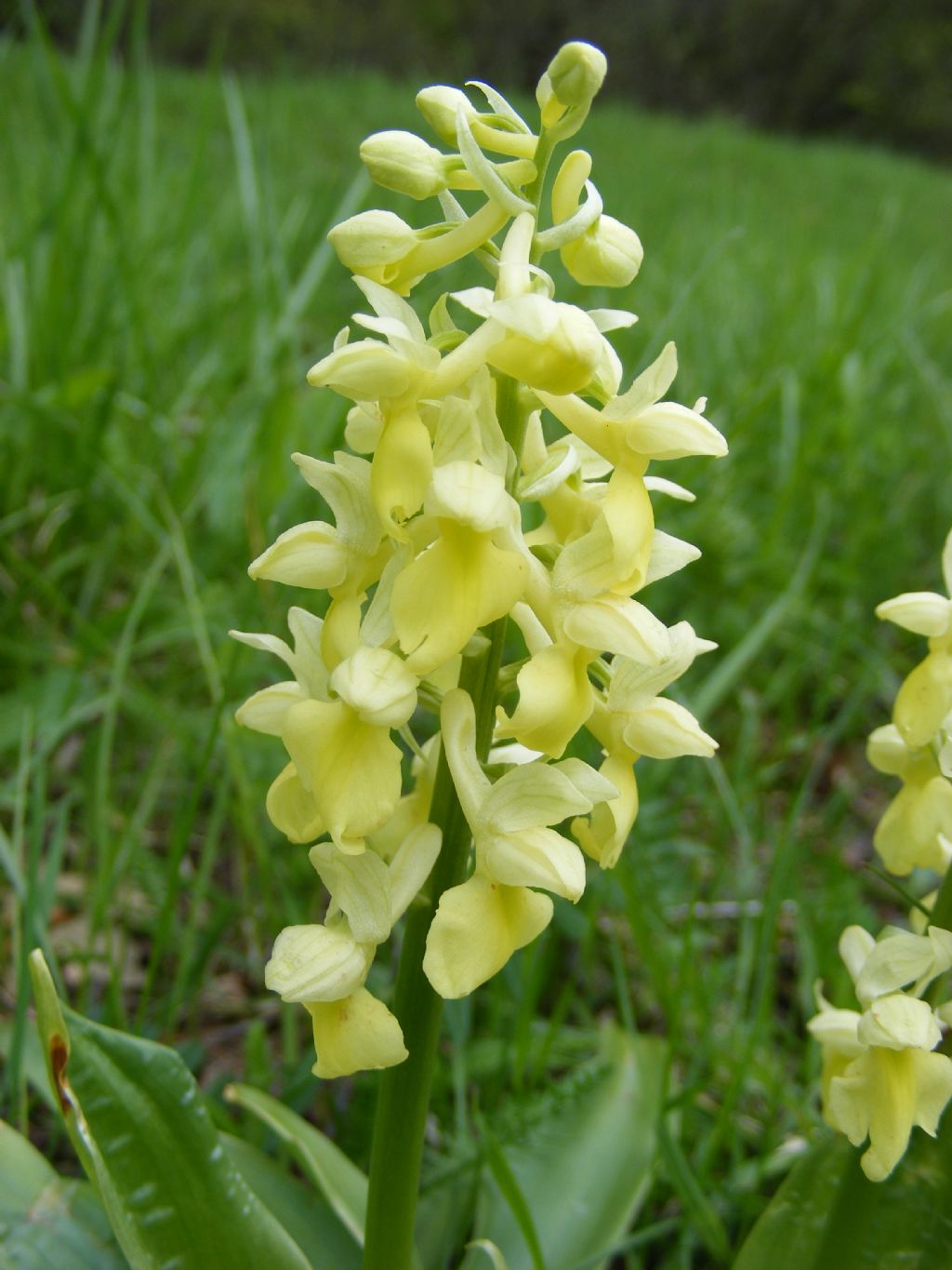 Orchis pallens