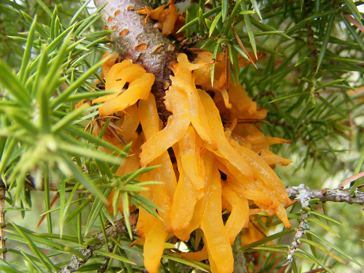 fungo giallo sul ginepro:  Gymnosporangium clavarieiforme