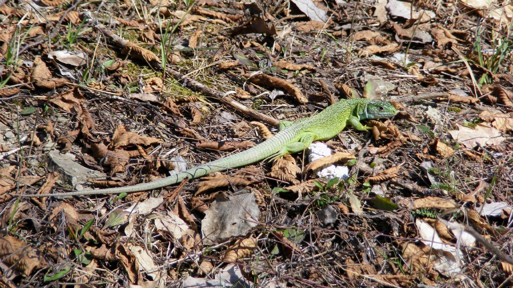 Lacerta bilineata