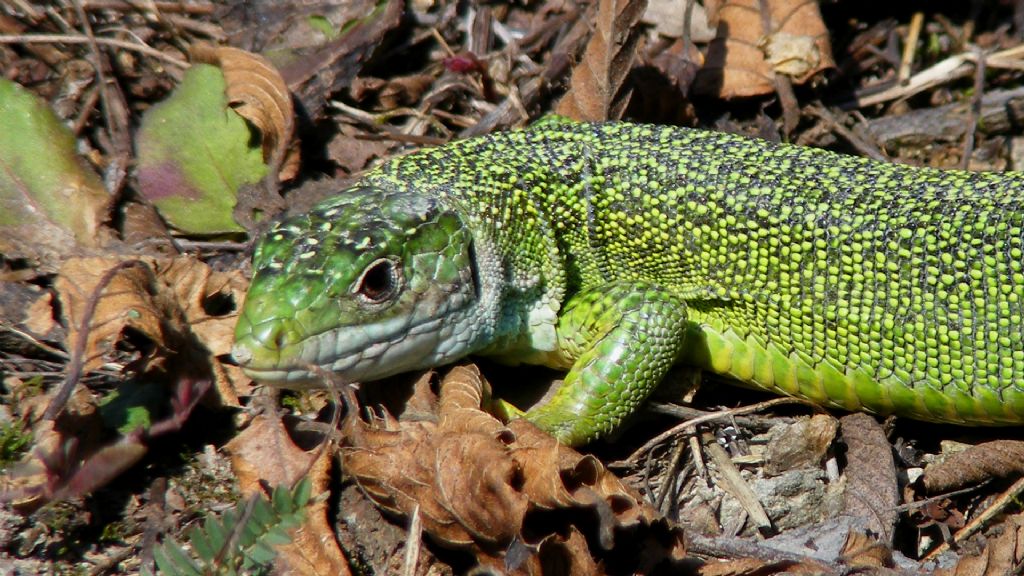 Lacerta bilineata