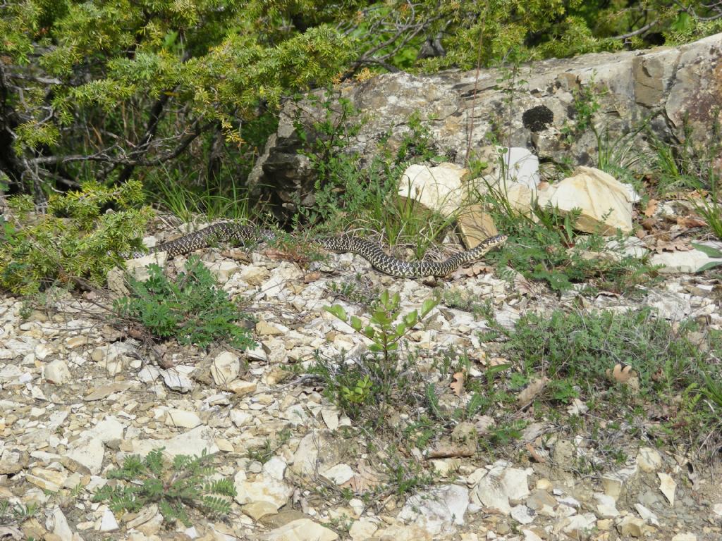 Hierophis viridiflavus, da confermare