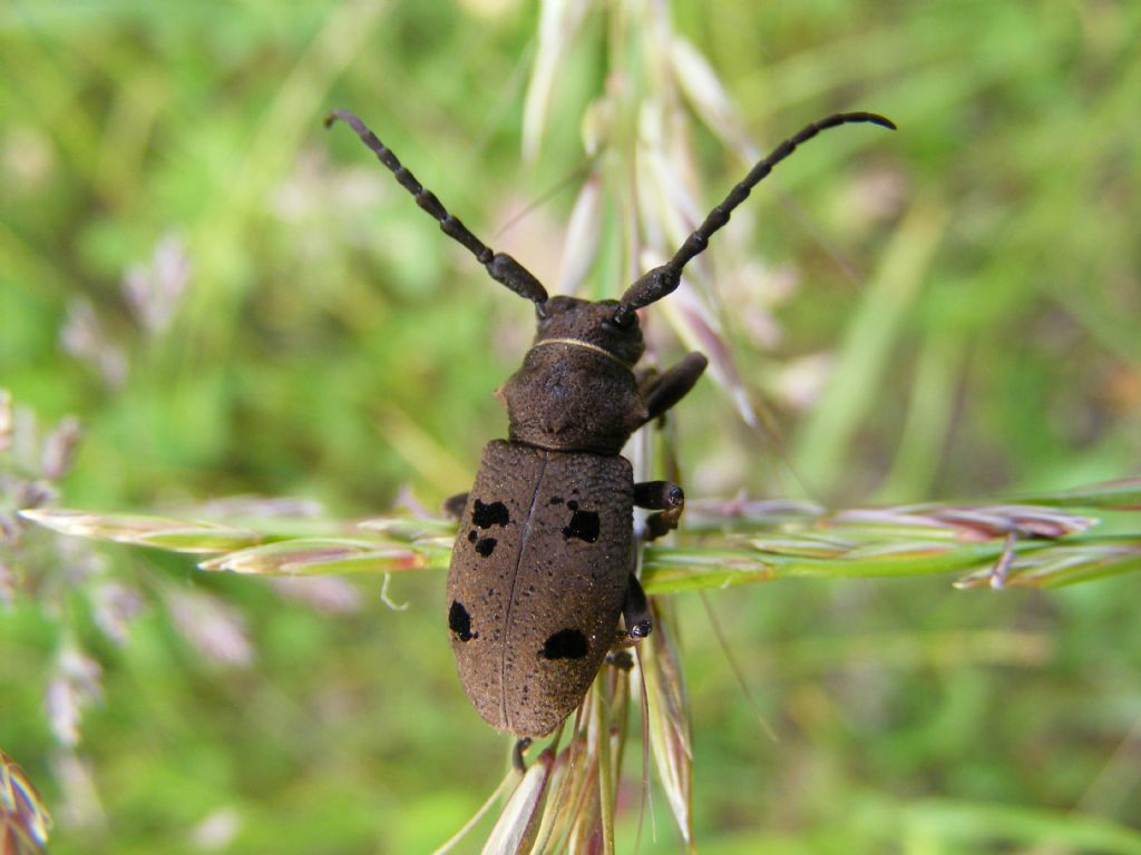 Cerambycidae: Herophila tristis tristis, femmina