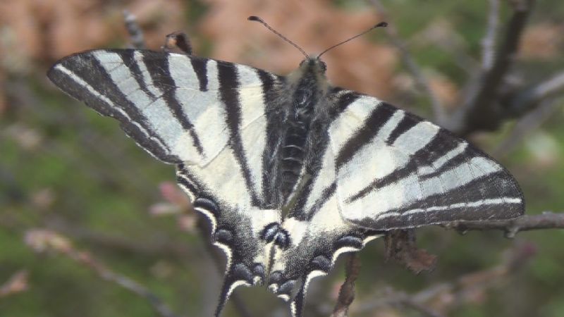 Iphiclides podalirius, Papilionidae