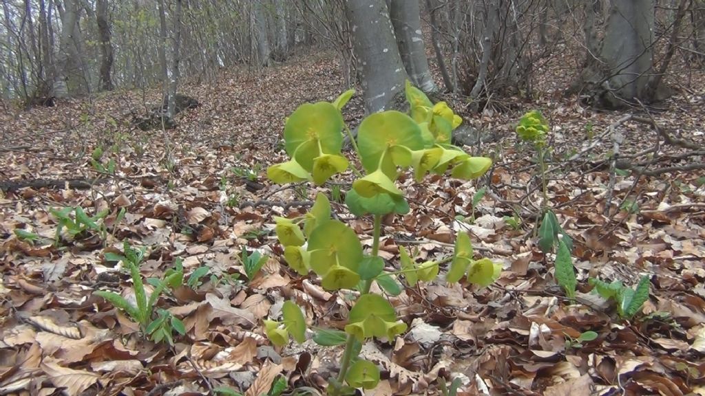 Euphorbia amygdaloides ?