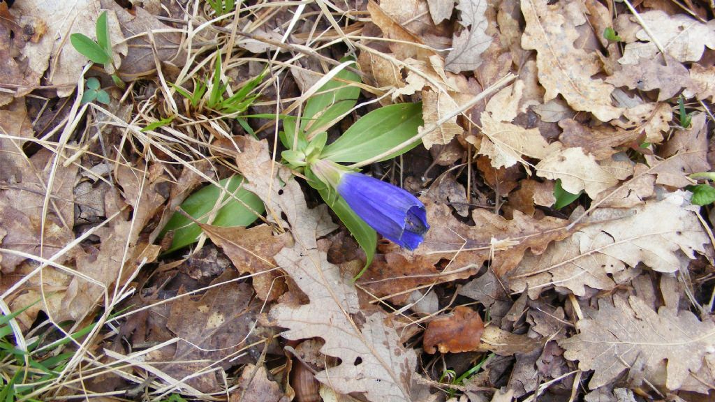 Gentiana acaulis