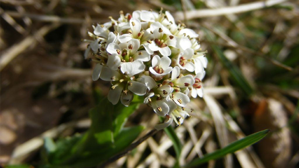 Da identificare: fiore di bosco, bianco