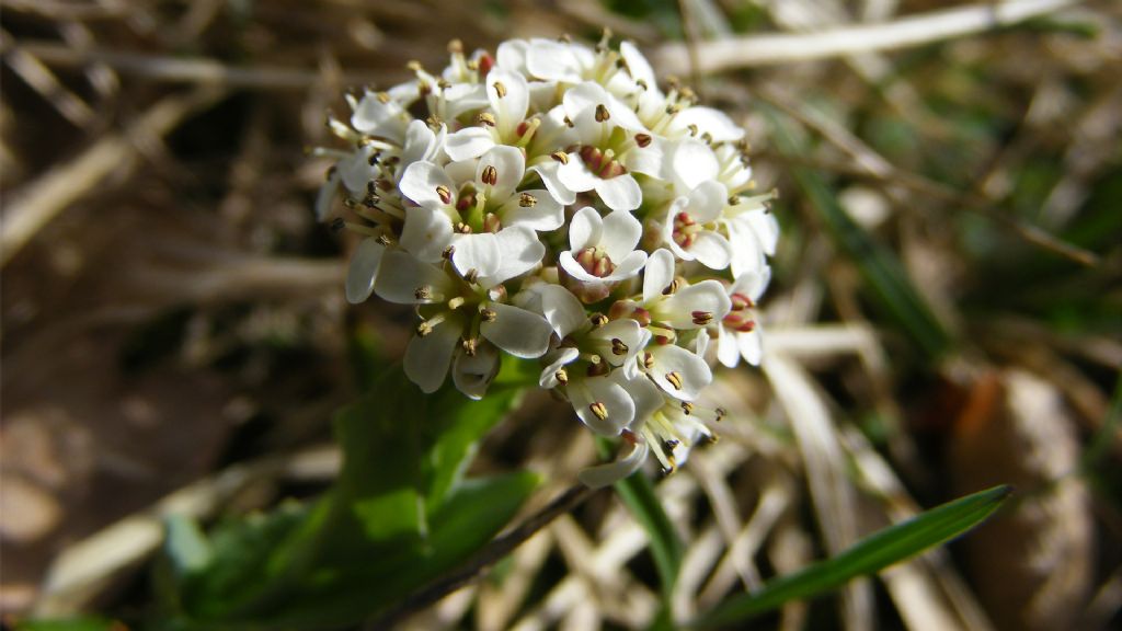 Da identificare: fiore di bosco, bianco