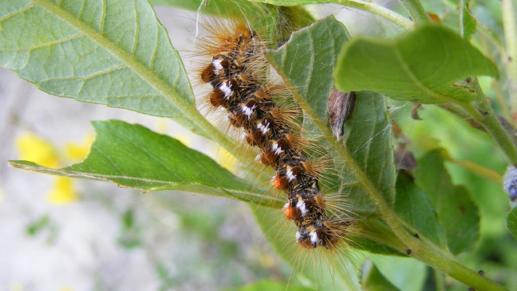 Bruco di Euthrix potatoria ?? No, Euproctis (Euproctis) chrysorrhoea, Erebidae