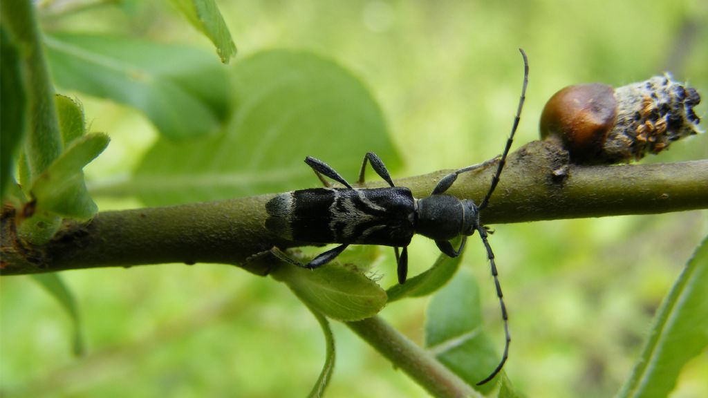 Cerambycidae: Anaglyptus mysticus