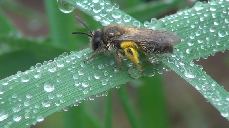 Aiuto ID: Andrena vaga?