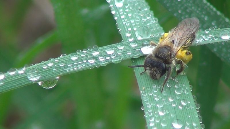 Aiuto ID: Andrena vaga?