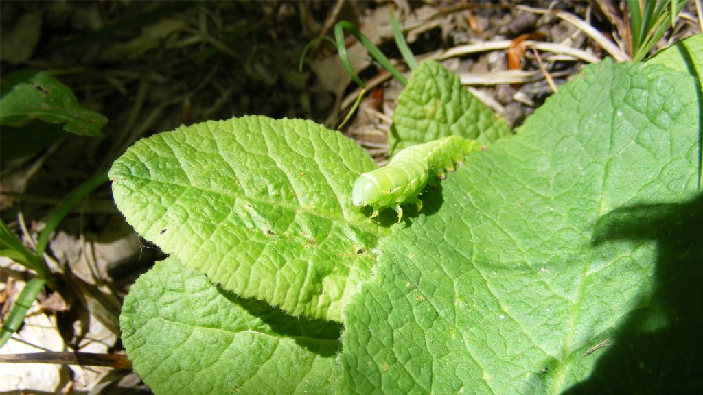Bruco di Autographa gamma?