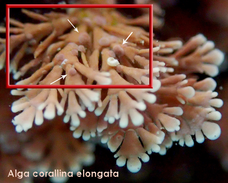 Corpuscoli (?) su Corallina elongata